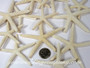 Miniature Finger Starfish - Wedding Decoration