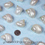 Polished Miniature Turbo Shells