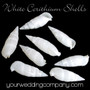 White Cerithium Vertagus Shells - Wedding Decoration