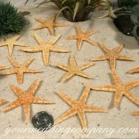 Starfish Confetti