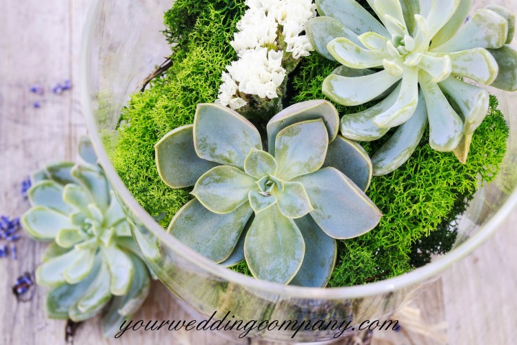 Glass Bowl of Moss and Succulents