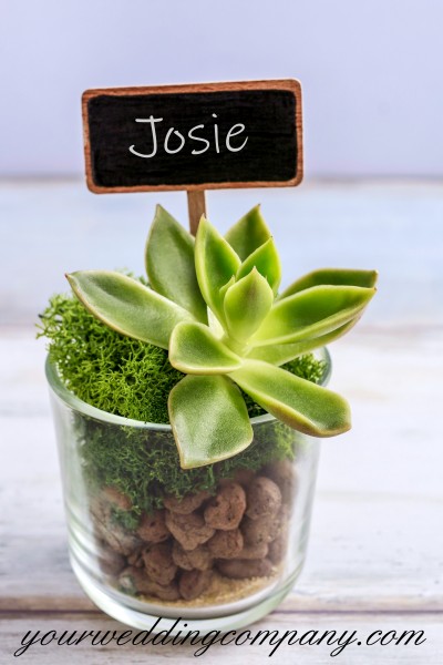 Potted Succulent Wedding Favor Idea