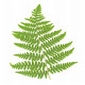 Fern Leaf