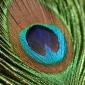 Peacock Feather