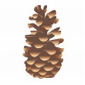 Pinecone