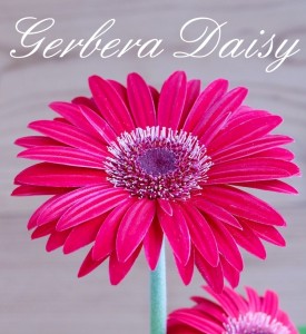 Gerbera Daisy