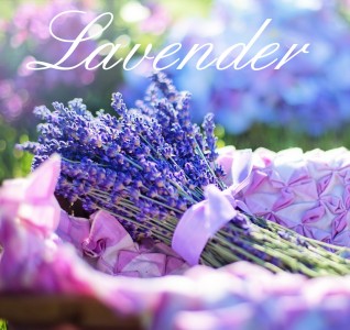 Lavender Bunch