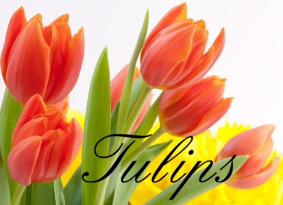 Spring Tulips