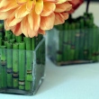 Cut Flower Stems