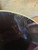 1920's Gibson TB-1 Tenor Banjo w/case