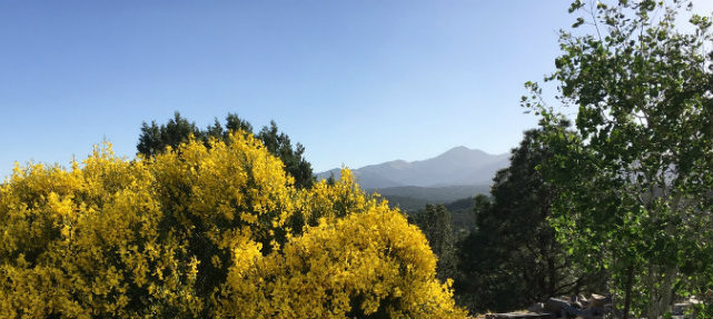 spanish-broom-mountain-view.jpg