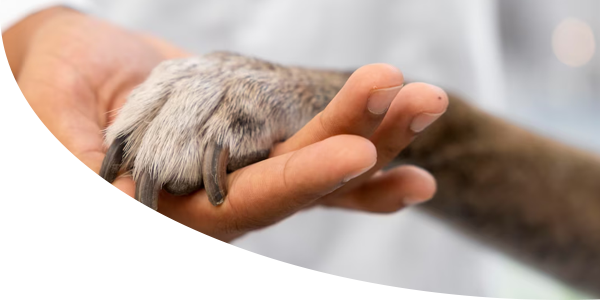 servicio veterinaria farmacia pacheco