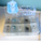 Sun-Star Sea Creatures in Ice Erasers- Display Box of 20