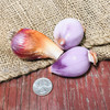 Organic Egyptian Walking Mother Bulb