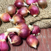 ORGANIC EGYPTIAN WALKING ONIONS