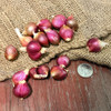 ORGANIC EGYPTIAN WALKING ONIONS