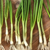 Organic White Sweet Spanish Onion Transplant