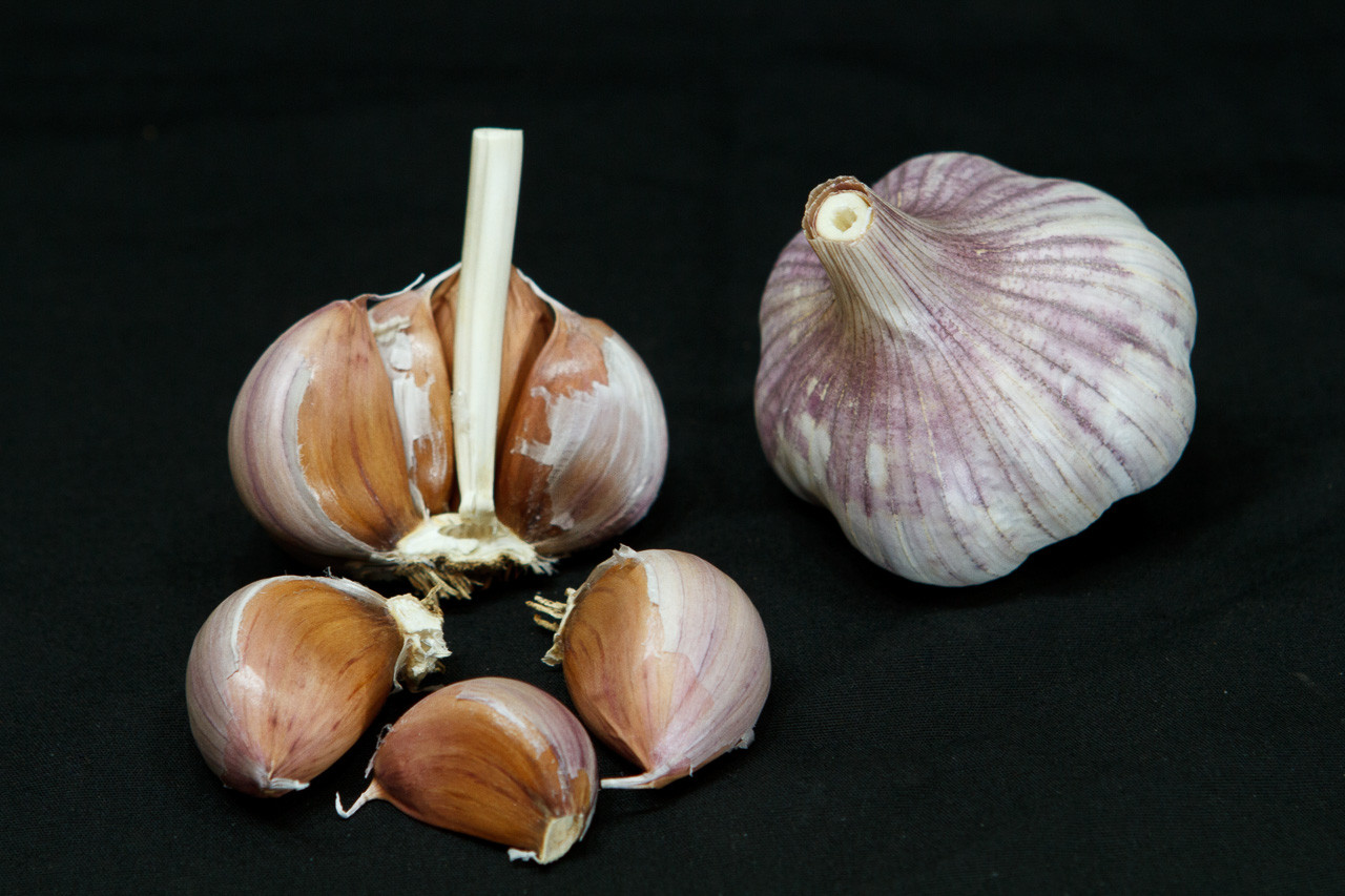 SHANDONG Garlic | Filaree Organic Seed Farm