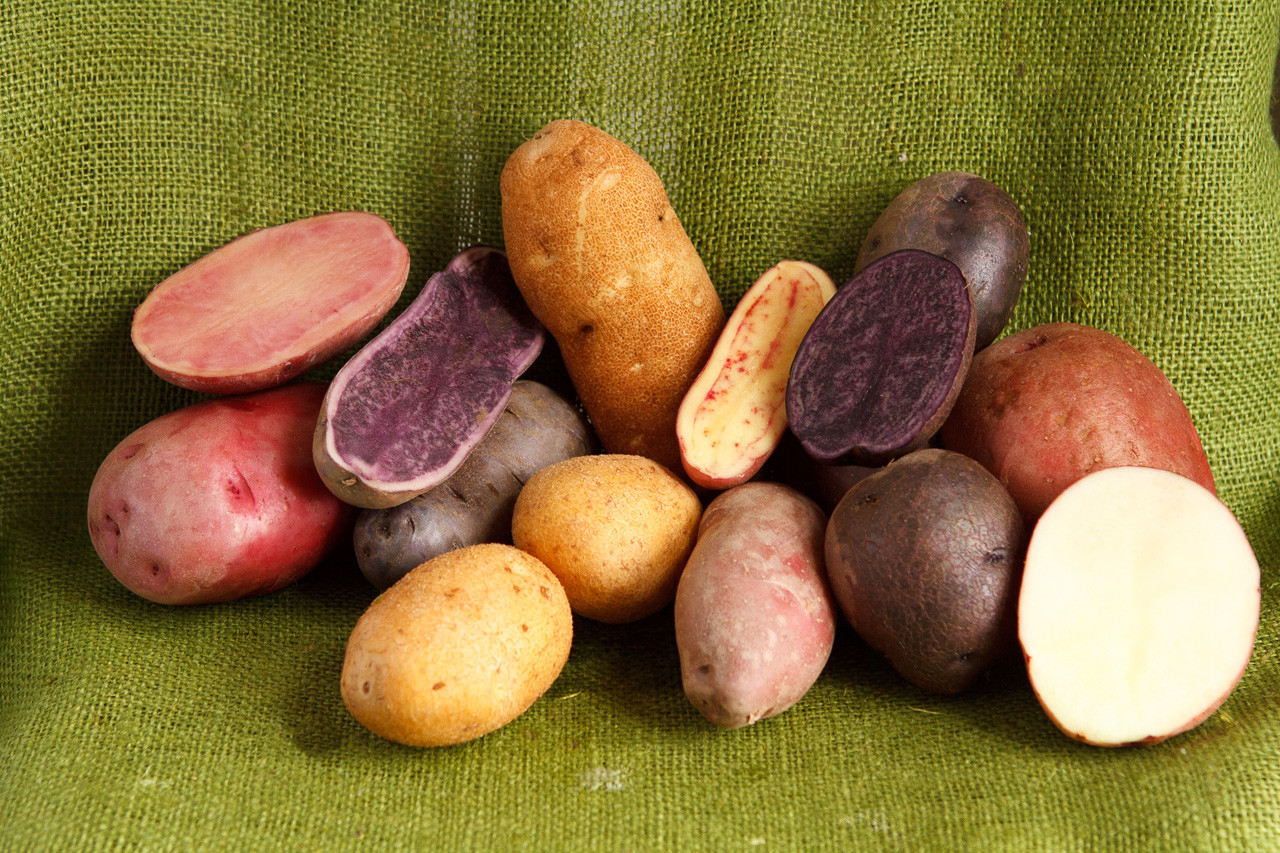 Adirondack Red, Seed Potatoes