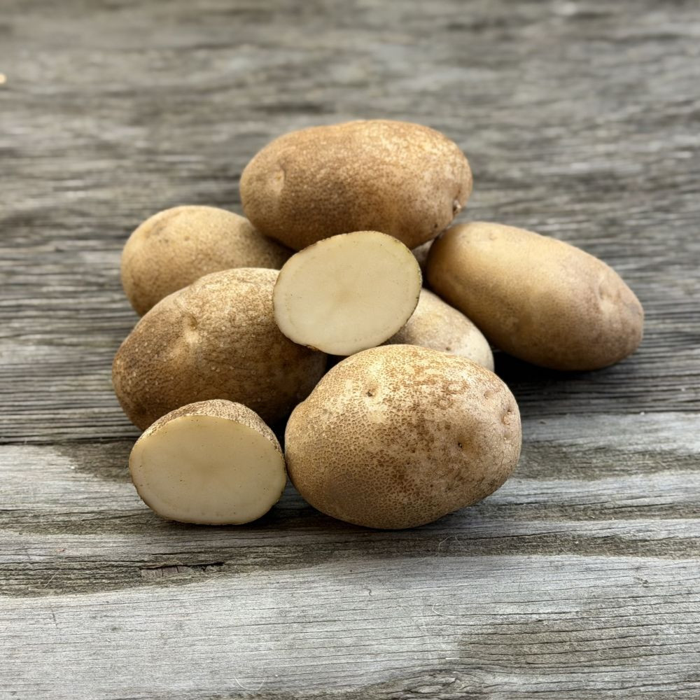 Russet Burbank Potato | Filaree Organic Seed Farm