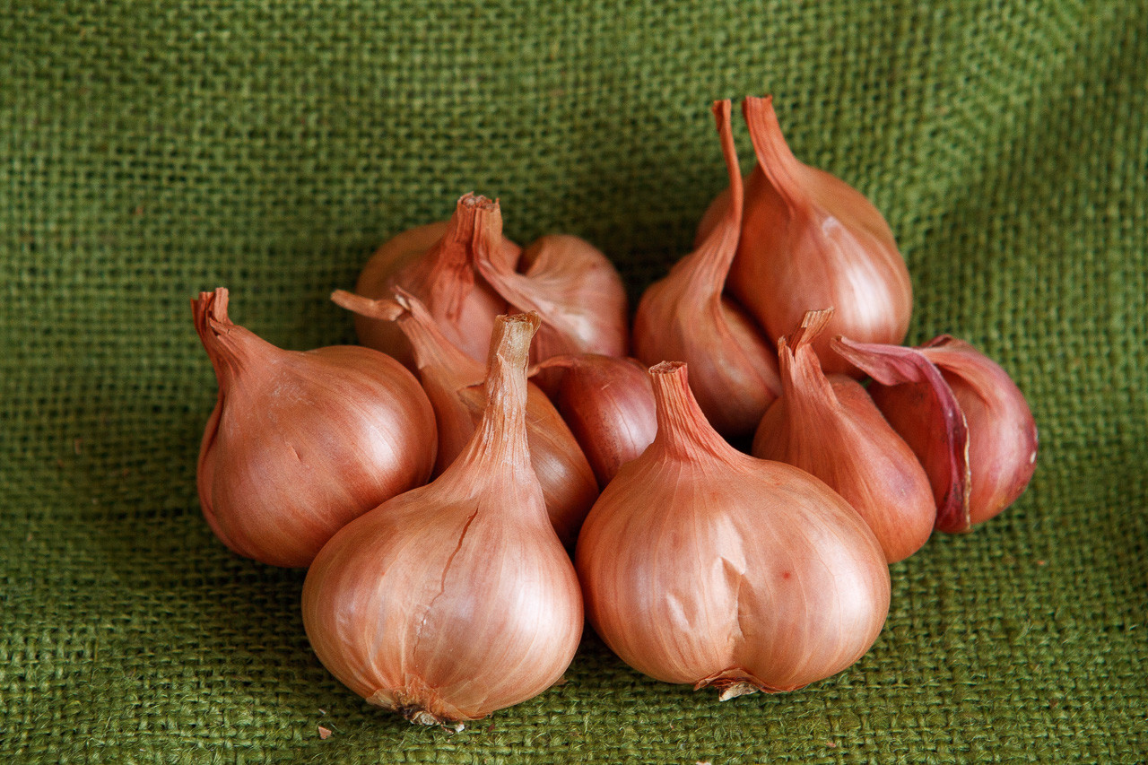 Dutch Red Shallot Garlic  Filaree Organic Seed Farm