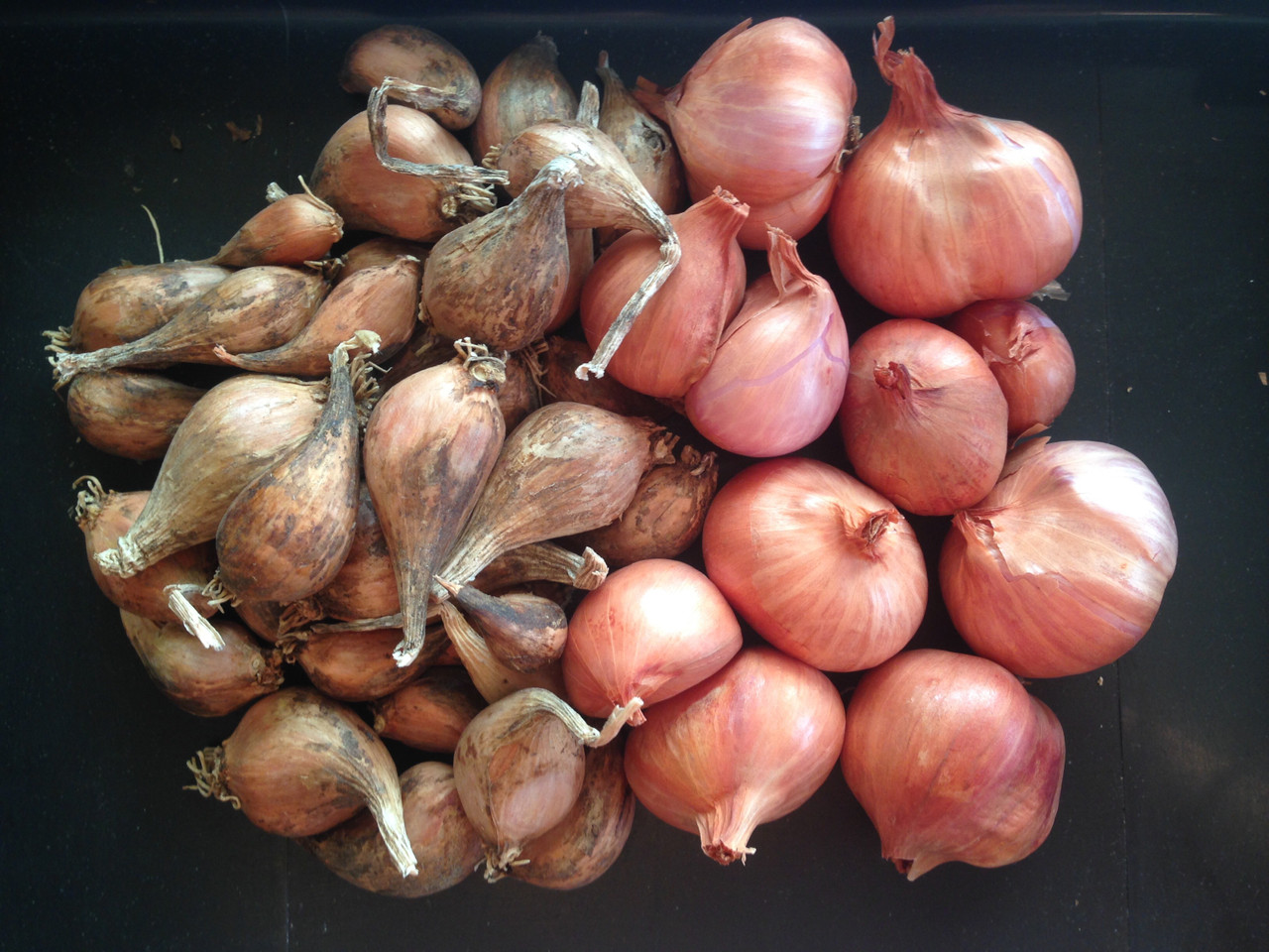 French Red Shallot Fall-Shipped Bulb Sets