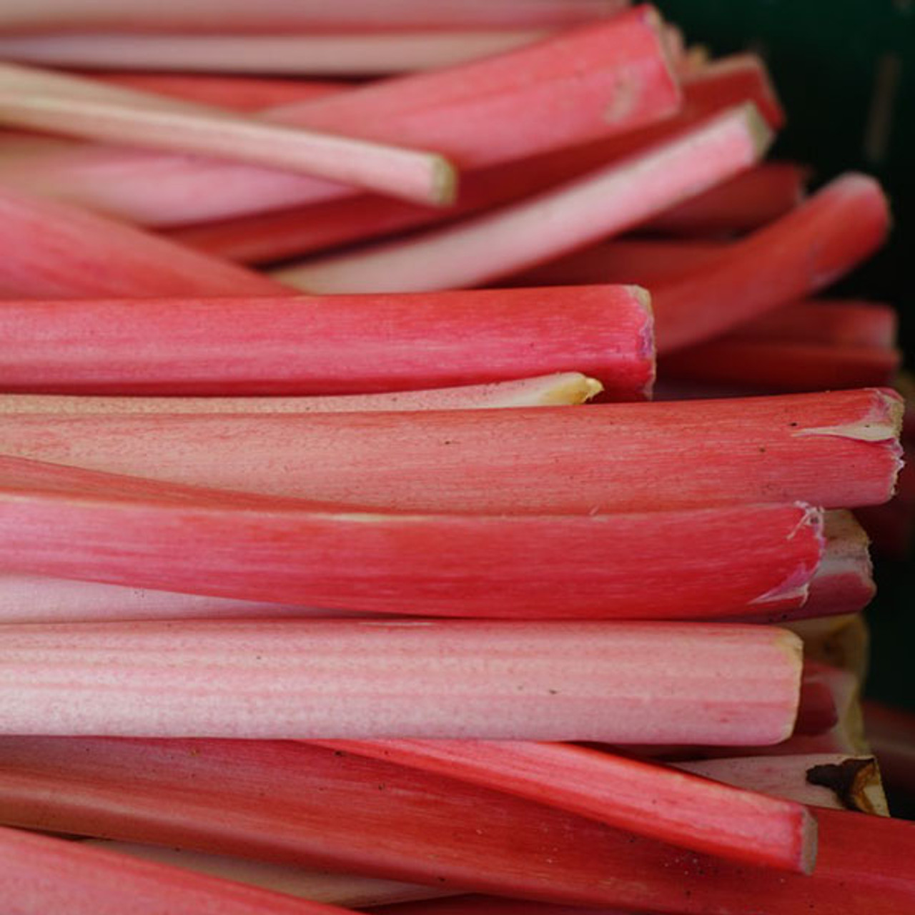 Rhubarb : CRIMSON RED 3 ¼ pot - Whiffletree Farm & Nursery