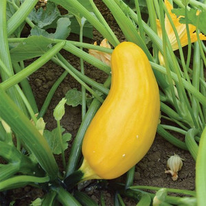 Organic Yellow Zucchini Squash