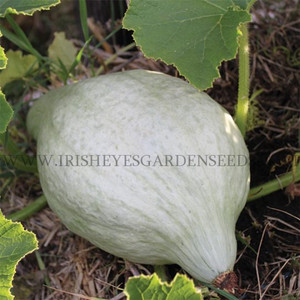Organic Blue Hubbard Squash
