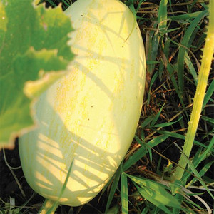 Organic Spaghetti Squash