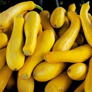 Organic Early Straightneck Squash