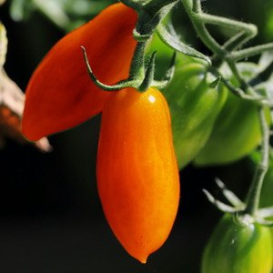 Organic Amish Paste Tomato