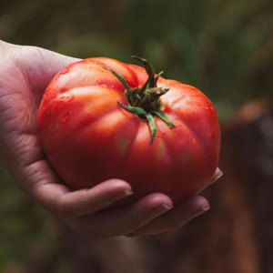 Organic Early Bush Beefsteak Tomato (Determinate)