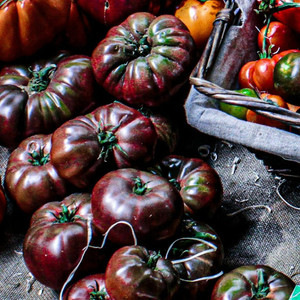 Organic Cherokee Purple Tomato