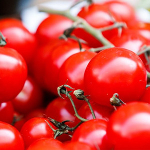 Organic Gardener'S Delight Tomato