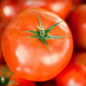 Organic Bonny Best Tomato