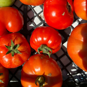 Organic Sasha'S Pride Tomato