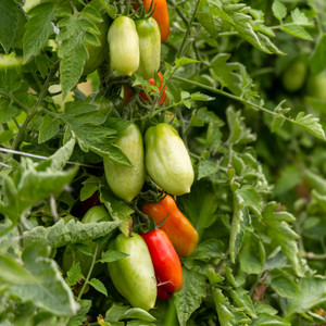 Organic San Marzano (Indeterminate)