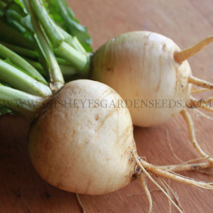 Organic Golden Globe Turnip