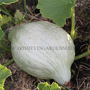 New England Blue Hubbard Squash