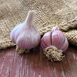 Organic Chesnok Red Bulk (Purple Stripe)