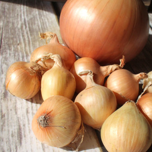 Yellow Rock Onion Sets - Conventional