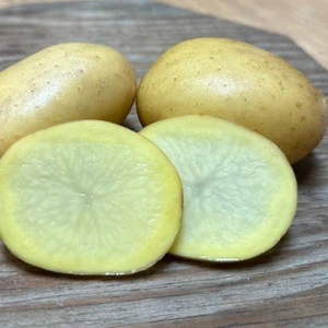 Organic Arizona Gold Potato