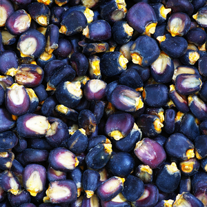 Blue Mesa Maize