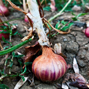 Organic Ruby Red Onion Transplant