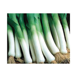 Organic Summer Leek Transplant