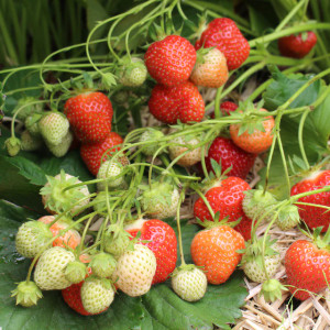 Jewel Strawberry Roots Conventional