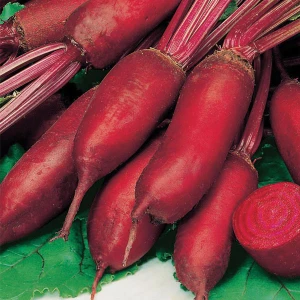 Cylindra Beet