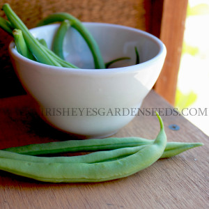 Provider Bush Bean