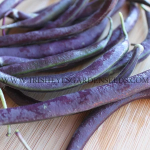 Royalty Purple Pod Bush Bean